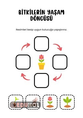 Bitkilerin Yaşam Döngüsü Eduhol Etkinlik İndir Oyun Oyna Test Çöz