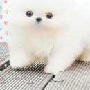 Lale Barış İkinci Profil