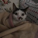 Sevinç Altay Kalender