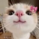 Fadime Nisa Kanıyılmaz