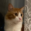 Özlem Çakaloğulları