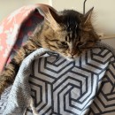 Şerife Tozan Rüzgar