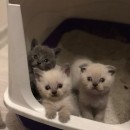 Kayra Mert Saltabaş