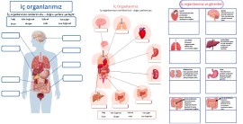 İç organlarımız ve görevleri