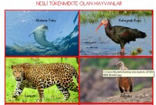 Nesli Tükenmekte Olan Hayvanlar