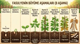 Fasülyenin Büyüme Aşamaları