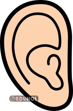 2 Parça Kulak Görseli