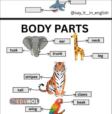 7.4 Wild Animals Body Parts