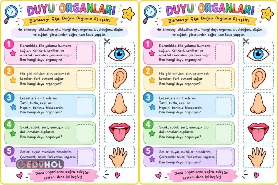 3.sınıf Duyu Organları (Renkli)