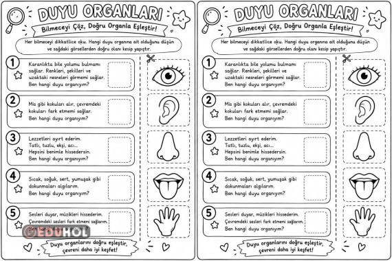 3.sınıf Renksiz Duyu Organları
