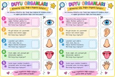 3.sınıf Duyu Organları (Renkli)