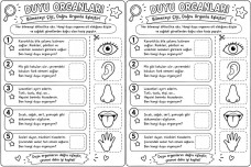 3.sınıf Renksiz Duyu Organları
