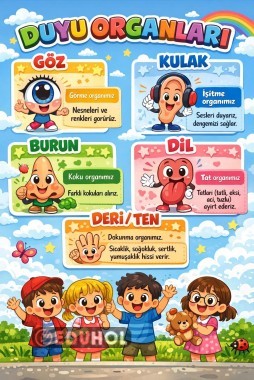 Duyu Organları Pano