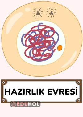 Hücre Bölünmeleri