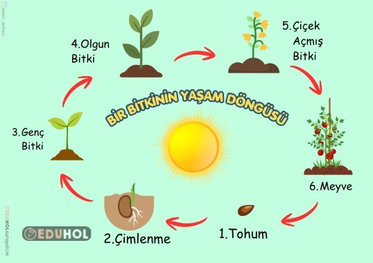 BİTKİLERİN YAŞAM DÖNGÜSÜ 6 PDF PANO / AFİŞ