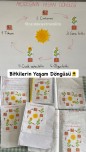 Bitkilerin Yaşam Döngüsü/ Ayçiçek
