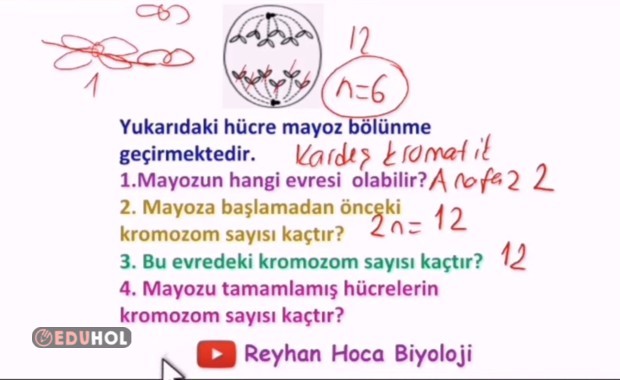 10.SINIF BİYOLOJİ 1.DÖNEM 2.YAZILI SORU VE CEVAPLARI 2022-2023