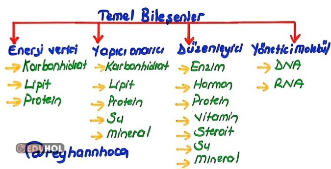 Canlıların Temel Bileşenleri ) 9. Sınıf