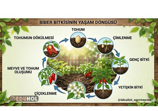 Biber bitkisinin yaşam döngüsü