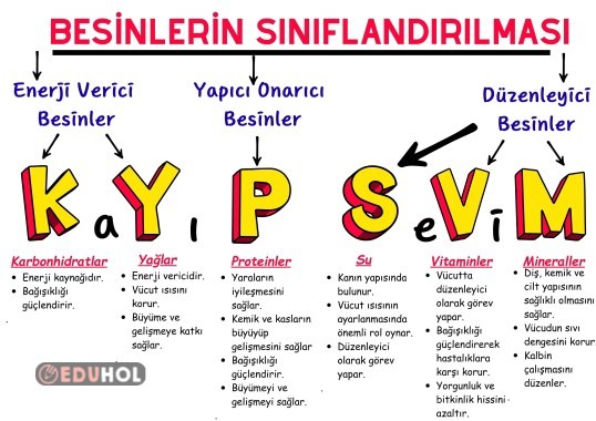 Kayıp Sevim Besinlerin Sınıflandırılması Poster