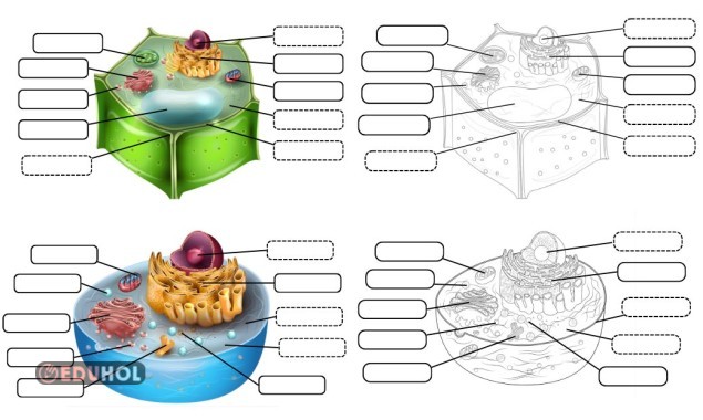 Bitki ve Hayvan Hücresi - Defter Etkinliği