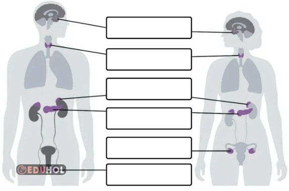 İç Salgı Bezleri - Defter Etkinliği