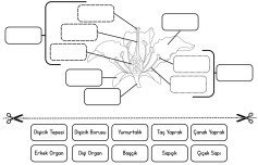 Çiçeğin Bölümleri - Kes Yapıştır Etkinlik