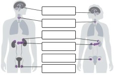 İç Salgı Bezleri - Defter Etkinliği