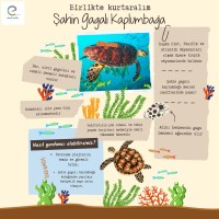 Şahin Gagalı Kaplumbağa