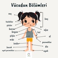 Vücudun Bölümleri