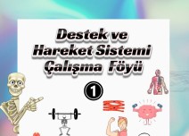 Destek ve Hareket Sistemi Çalışma Föyü