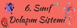 Dolaşım Sistemi Online Test 2