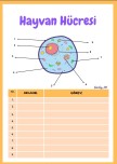 hayvan hücresi