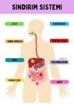SİNDİRİM SİSTEMİ