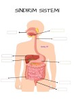 SİNDİRİM SİSTEMİİ