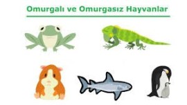 Omurgalı Hayvanlar-1