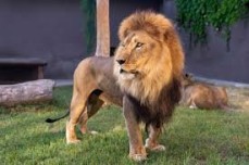 Omurgalı Hayvanlar-2