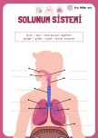Solunum sistemi