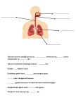 solunum sistemi çalışma kağıdı