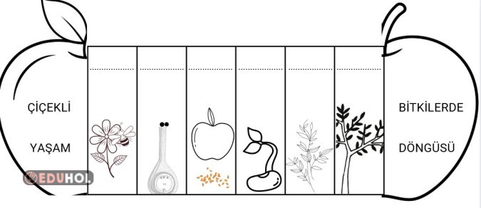 Bitkilerde Yaşam Döngüsü