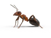 Çalışkan Karıncalar okuduğunu anlama etkinliği