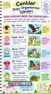 Canlılar Duyu Organları Defter Notları