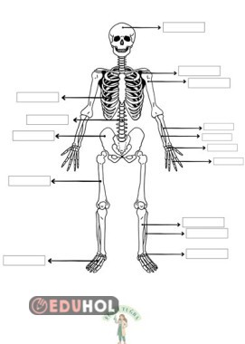 Destek ve Hareket Sistemi