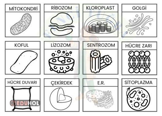 Organeller Defter Etkinliği