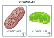 Organeller Laminasyon