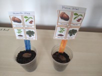 MEŞE PALAMUDU FİLİZLENDİRME