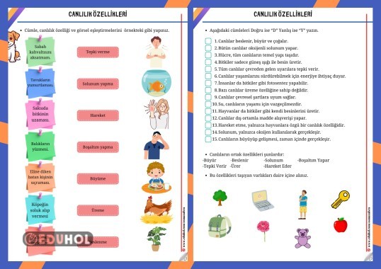 Canlılık Özellikleri Çalışma Sayfası (2sayfa)