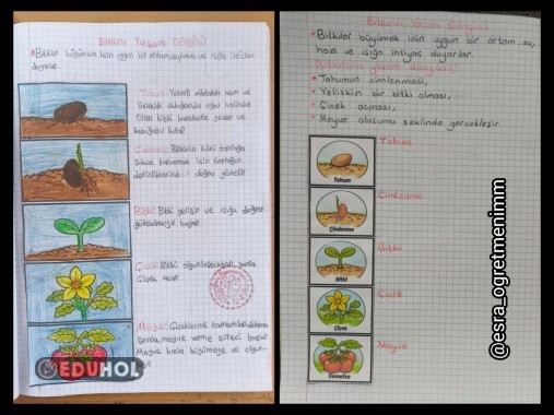 Bitkinin Yaşam Döngüsü Defter Çalışması Şeritli