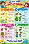 3.Sınıf Canlıların Yaşam Döngüleri