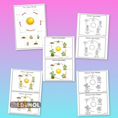 Bitkilerin yaşam döngüsü